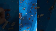 Unicomp Technology - Food X-Ray - Peanut Testing